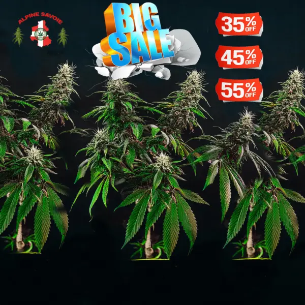 Promo