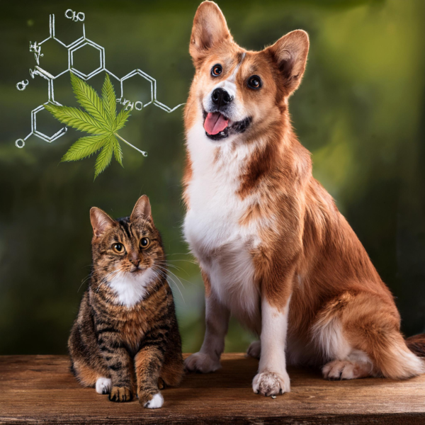 CBD pour animaux